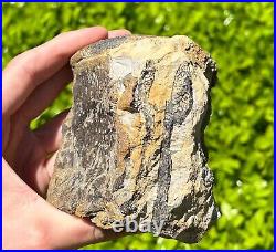 HUGE Fossil Tylosaurus Mosasaur Vertebrae 3.75 Texas Dinosaur Bones Cretaceous