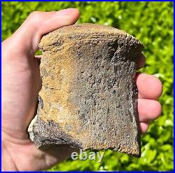 HUGE Fossil Tylosaurus Mosasaur Vertebrae 3.75 Texas Dinosaur Bones Cretaceous