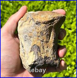 HUGE Fossil Tylosaurus Mosasaur Vertebrae 3.75 Texas Dinosaur Bones Cretaceous