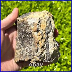 HUGE Fossil Tylosaurus Mosasaur Vertebrae 3.75 Texas Dinosaur Bones Cretaceous