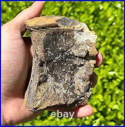 HUGE Fossil Tylosaurus Mosasaur Vertebrae 3.75 Texas Dinosaur Bones Cretaceous