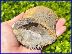 HUGE Fossil Tylosaurus Mosasaur Vertebrae 3.75 Texas Dinosaur Bones Cretaceous