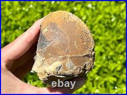 HUGE Fossil Tylosaurus Mosasaur Vertebrae 3.75 Texas Dinosaur Bones Cretaceous