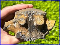 HUGE Fossil Tylosaurus Mosasaur Vertebrae 4.65 Texas Dinosaur Bones Cretaceous