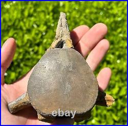 HUGE Fossil Tylosaurus Mosasaur Vertebrae 4.65 Texas Dinosaur Bones Cretaceous