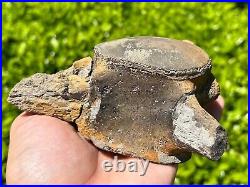 HUGE Fossil Tylosaurus Mosasaur Vertebrae 4.65 Texas Dinosaur Bones Cretaceous