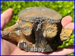 HUGE Fossil Tylosaurus Mosasaur Vertebrae 4.65 Texas Dinosaur Bones Cretaceous