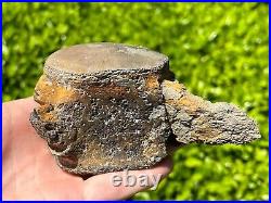 HUGE Fossil Tylosaurus Mosasaur Vertebrae 4.65 Texas Dinosaur Bones Cretaceous