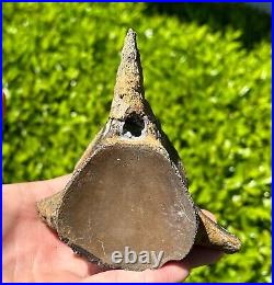 HUGE Fossil Tylosaurus Mosasaur Vertebrae 4.65 Texas Dinosaur Bones Cretaceous