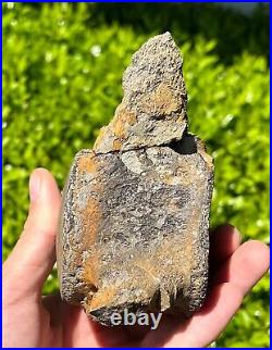 HUGE Fossil Tylosaurus Mosasaur Vertebrae 4.65 Texas Dinosaur Bones Cretaceous