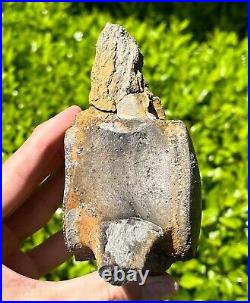 HUGE Fossil Tylosaurus Mosasaur Vertebrae 4.65 Texas Dinosaur Bones Cretaceous