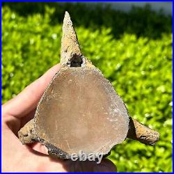 HUGE Fossil Tylosaurus Mosasaur Vertebrae 4.65 Texas Dinosaur Bones Cretaceous