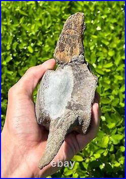 HUGE Fossil Tylosaurus Mosasaur Vertebrae 6.9 Texas Ozan Fm Dinosaur Bones