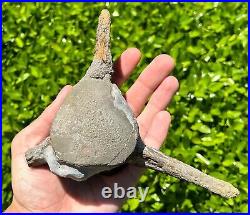 HUGE Fossil Tylosaurus Mosasaur Vertebrae 6.9 Texas Ozan Fm Dinosaur Bones