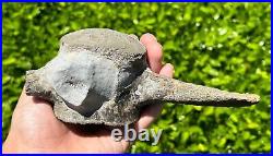 HUGE Fossil Tylosaurus Mosasaur Vertebrae 6.9 Texas Ozan Fm Dinosaur Bones