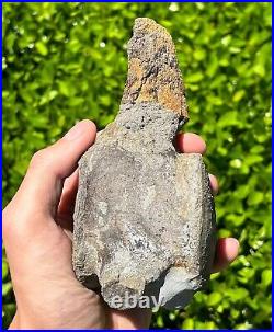 HUGE Fossil Tylosaurus Mosasaur Vertebrae 6.9 Texas Ozan Fm Dinosaur Bones