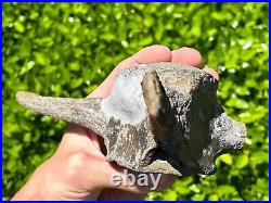 HUGE Fossil Tylosaurus Mosasaur Vertebrae 6.9 Texas Ozan Fm Dinosaur Bones