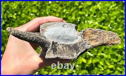 HUGE Fossil Tylosaurus Mosasaur Vertebrae 6.9 Texas Ozan Fm Dinosaur Bones