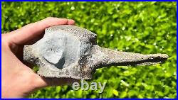 HUGE Fossil Tylosaurus Mosasaur Vertebrae 6.9 Texas Ozan Fm Dinosaur Bones