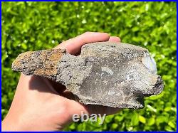 HUGE Fossil Tylosaurus Mosasaur Vertebrae 6.9 Texas Ozan Fm Dinosaur Bones