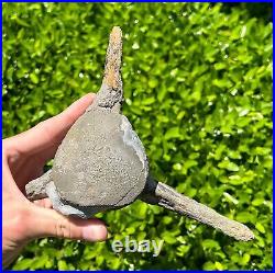 HUGE Fossil Tylosaurus Mosasaur Vertebrae 6.9 Texas Ozan Fm Dinosaur Bones