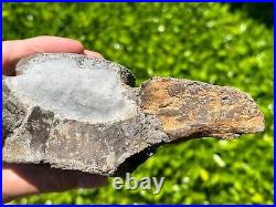 HUGE Fossil Tylosaurus Mosasaur Vertebrae 6.9 Texas Ozan Fm Dinosaur Bones