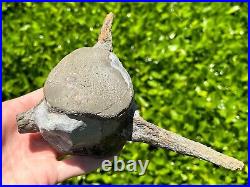 HUGE Fossil Tylosaurus Mosasaur Vertebrae 6.9 Texas Ozan Fm Dinosaur Bones