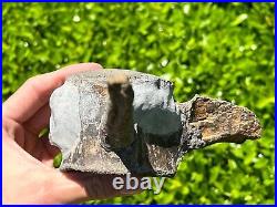 HUGE Fossil Tylosaurus Mosasaur Vertebrae 6.9 Texas Ozan Fm Dinosaur Bones