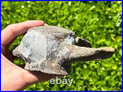 HUGE Fossil Tylosaurus Mosasaur Vertebrae 6.9 Texas Ozan Fm Dinosaur Bones