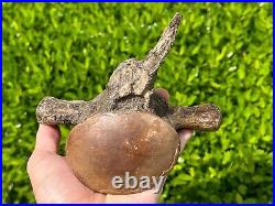 HUGE Fossil Tylosaurus Mosasaur Vertebrae QUALITY Texas Ozan Fm Dinosaur Bones