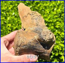 HUGE Fossil Tylosaurus Mosasaur Vertebrae QUALITY Texas Ozan Fm Dinosaur Bones