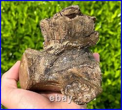 HUGE Fossil Tylosaurus Mosasaur Vertebrae QUALITY Texas Ozan Fm Dinosaur Bones