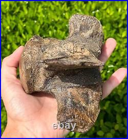 HUGE Fossil Tylosaurus Mosasaur Vertebrae QUALITY Texas Ozan Fm Dinosaur Bones