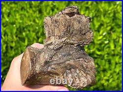 HUGE Fossil Tylosaurus Mosasaur Vertebrae QUALITY Texas Ozan Fm Dinosaur Bones