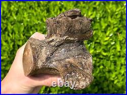 HUGE Fossil Tylosaurus Mosasaur Vertebrae QUALITY Texas Ozan Fm Dinosaur Bones