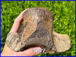 HUGE Fossil Tylosaurus Mosasaur Vertebrae QUALITY Texas Ozan Fm Dinosaur Bones