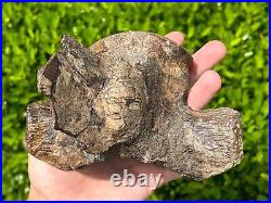 HUGE Fossil Tylosaurus Mosasaur Vertebrae QUALITY Texas Ozan Fm Dinosaur Bones