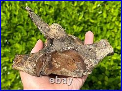 HUGE Fossil Tylosaurus Mosasaur Vertebrae QUALITY Texas Ozan Fm Dinosaur Bones