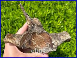 HUGE Fossil Tylosaurus Mosasaur Vertebrae QUALITY Texas Ozan Fm Dinosaur Bones