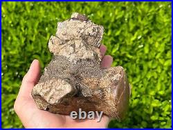 HUGE Fossil Tylosaurus Mosasaur Vertebrae QUALITY Texas Ozan Fm Dinosaur Bones