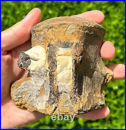 HUGE Fossil Tylosaurus Mosasaur Vertebrae Texas Dinosaur Bones Ozan Formation