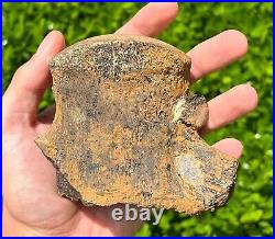 HUGE Fossil Tylosaurus Mosasaur Vertebrae Texas Dinosaur Bones Ozan Formation