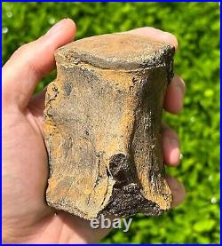 HUGE Fossil Tylosaurus Mosasaur Vertebrae Texas Dinosaur Bones Ozan Formation