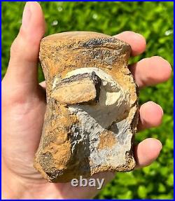 HUGE Fossil Tylosaurus Mosasaur Vertebrae Texas Dinosaur Bones Ozan Formation