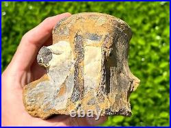 HUGE Fossil Tylosaurus Mosasaur Vertebrae Texas Dinosaur Bones Ozan Formation