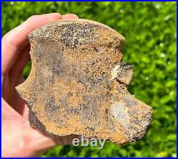 HUGE Fossil Tylosaurus Mosasaur Vertebrae Texas Dinosaur Bones Ozan Formation