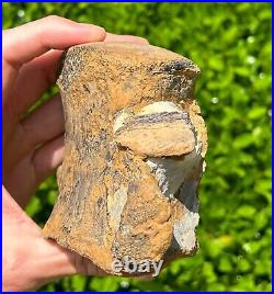 HUGE Fossil Tylosaurus Mosasaur Vertebrae Texas Dinosaur Bones Ozan Formation