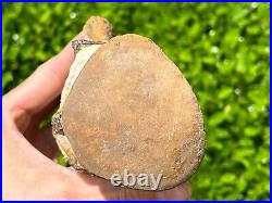 HUGE Fossil Tylosaurus Mosasaur Vertebrae Texas Dinosaur Bones Ozan Formation