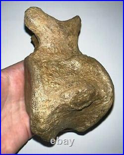 HUGE TRICERATOPS Fossil Dinosaur Tail Bone Vertebrae 4.66 INCHES! NO REPAIR
