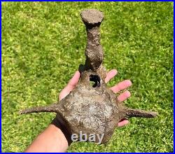 HUGE Triceratops Vertebrae Dinosaur Bone 10.25 Hell Creek Formation Cretaceous